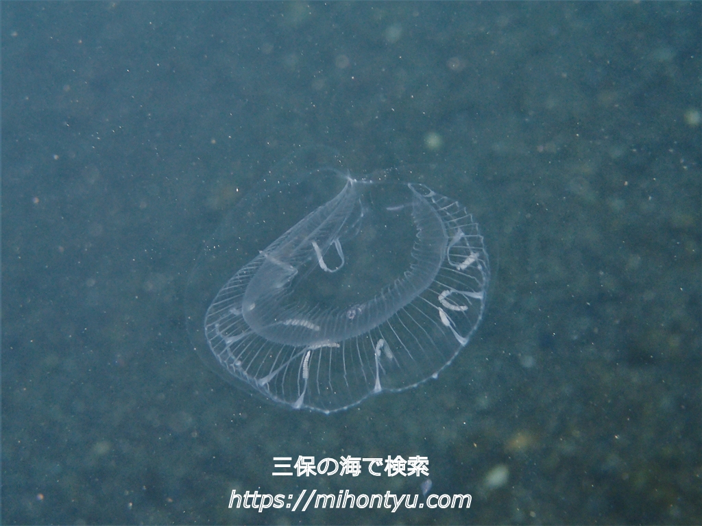 年1月24日 金 三保ダイブ 三保の海