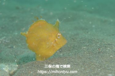 静岡県静岡市清水区三保のダイビングブログ たまに釣り キャンプ 三保の海